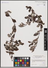 Foto von Salix aurita L.